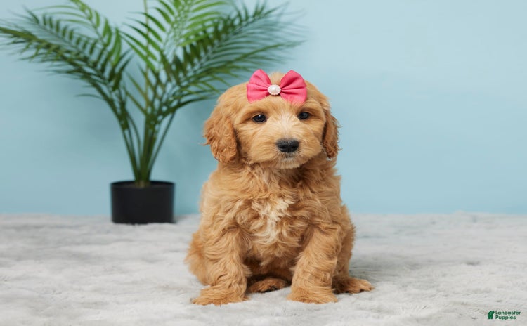 Mini Goldendoodle dogs for sale - Ad 5
