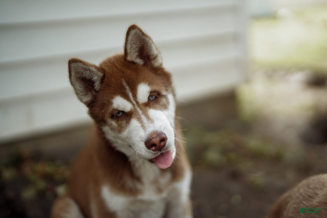Siberian Husky dogs for sale: Ziggy - Image 1