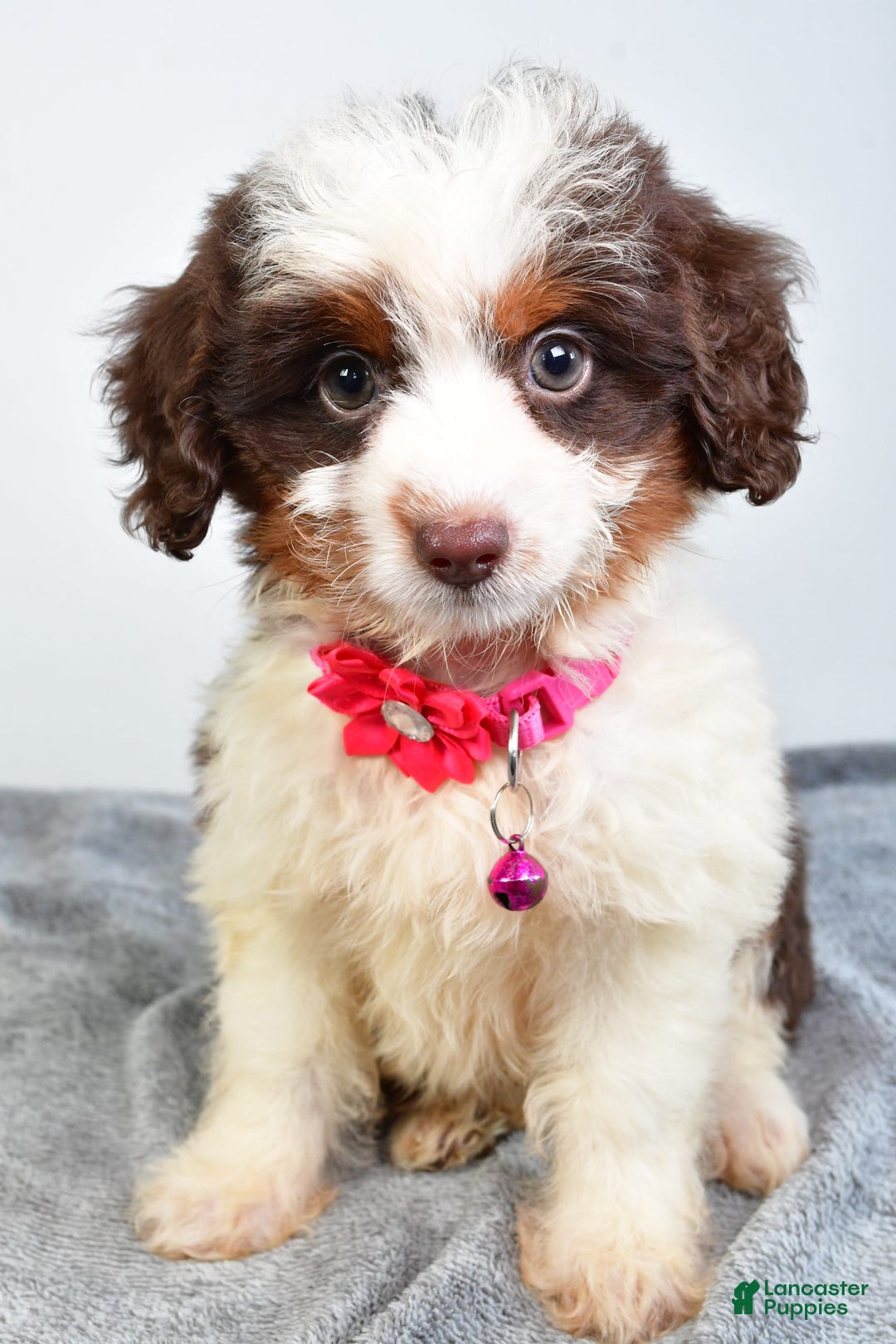 Mini Aussiedoodle dogs for sale: Amber - Image 7