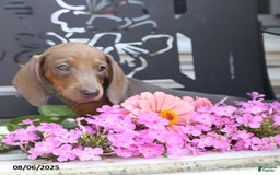 Miniature Dachshund dogs for sale: Strider - Image 4