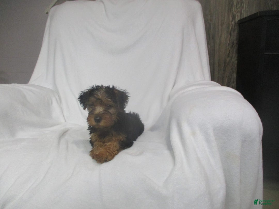Yorkshire Terrier dogs for sale: Tank - Image 17