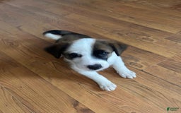 Australian Cattle Dog dogs for sale: Sparks - Image 1