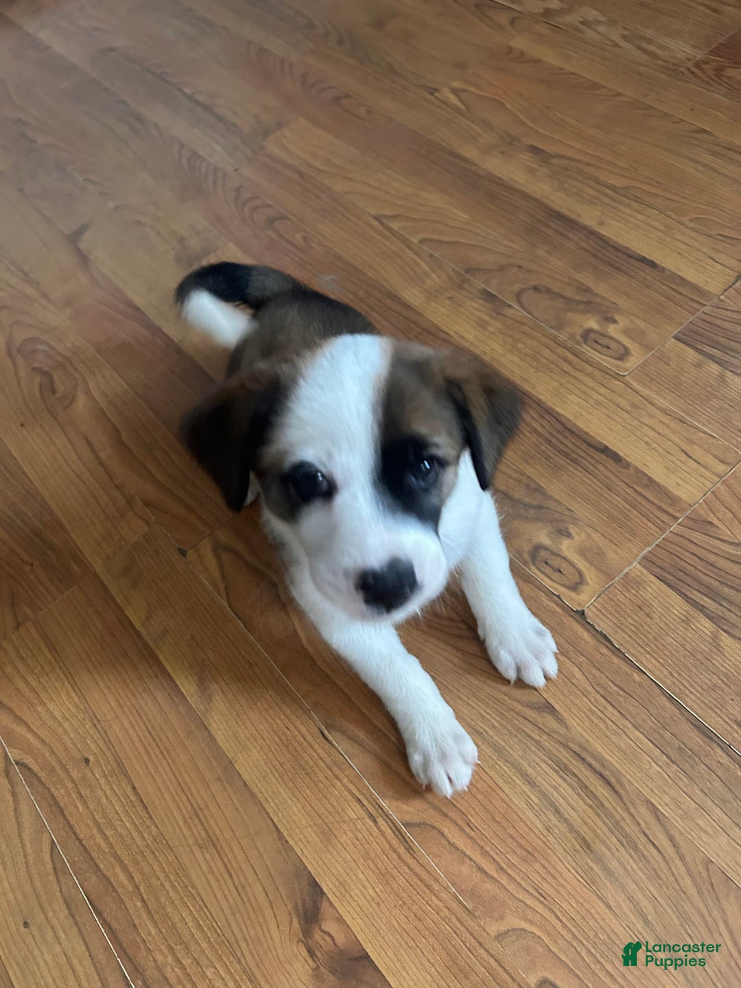 Australian Cattle Dog dogs for sale: Sparks - Image 1