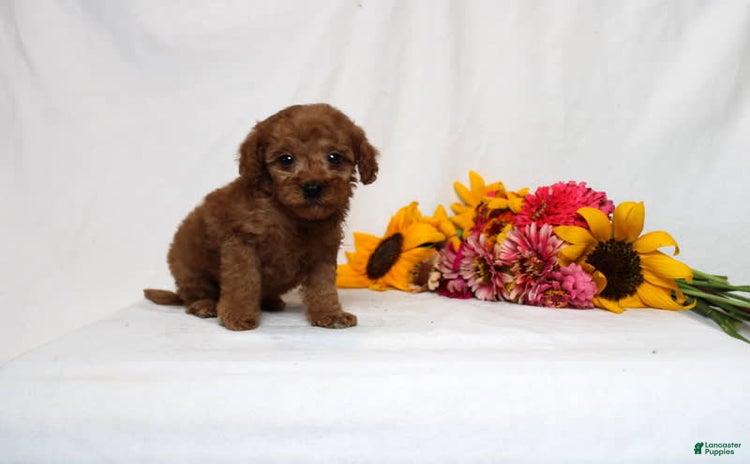 Mini Goldendoodle dogs for sale - Ad 2