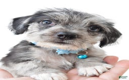 Boston Terrier dogs for sale: Marshall - Image 1