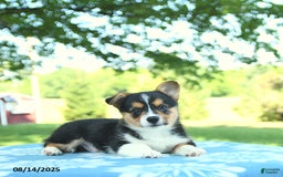 Welsh Corgi Pembroke dogs for sale: Mark - Image 3