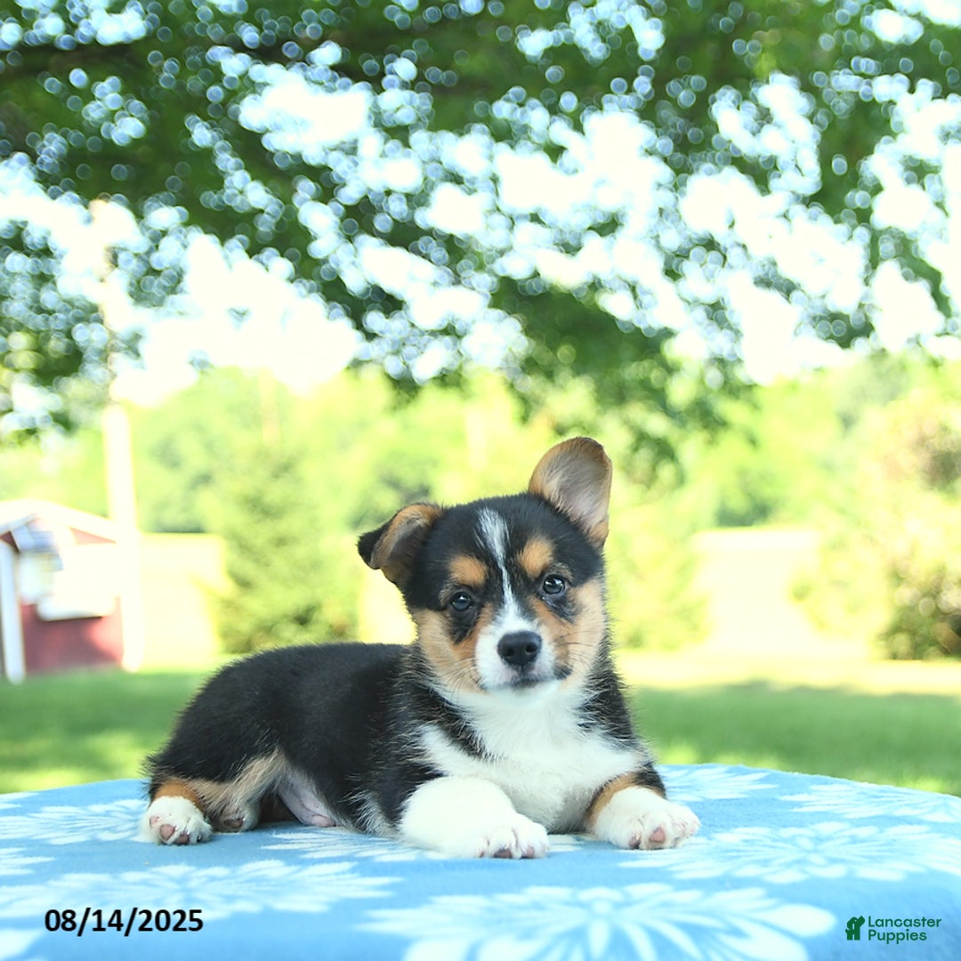 Welsh Corgi Pembroke dogs for sale: Mark - Image 3
