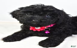 Cockapoo dogs for sale: Nicole - Image 1