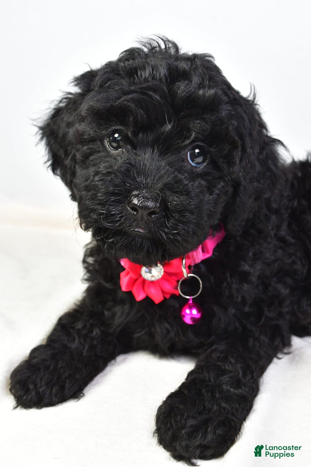 Cockapoo dogs for sale: Nicole - Image 1