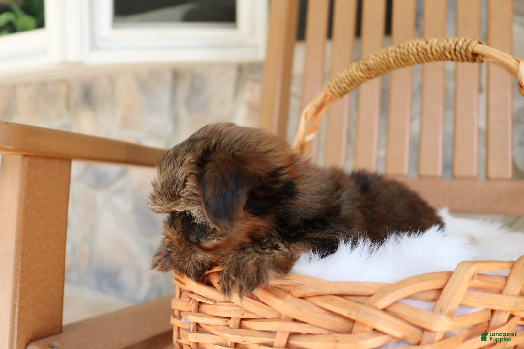 Shorkie dogs for sale: Koda - Image 3
