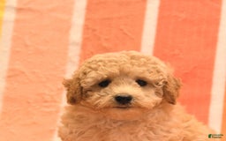 Bichpoo dogs for sale: Matt - Image 3