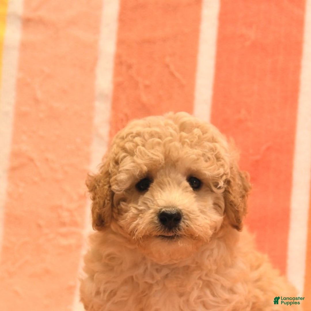 Bichpoo dogs for sale: Matt - Image 3