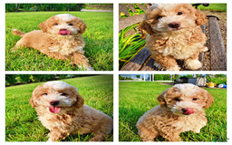 Havapoo dogs for sale: Whisky - Image 12