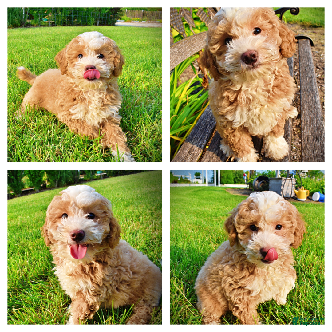 Havapoo dogs for sale: Whisky - Image 12