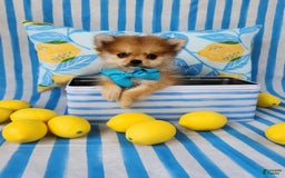 Pomeranian dogs for sale: Simon - Image 3