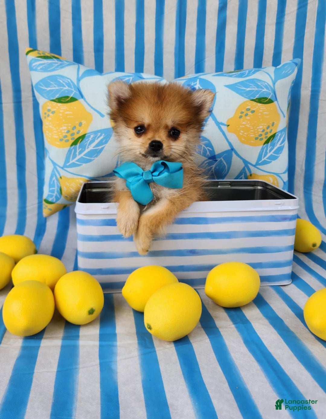 Pomeranian dogs for sale: Simon - Image 3