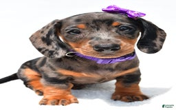 Miniature Dachshund dogs for sale: Lucy - Image 3