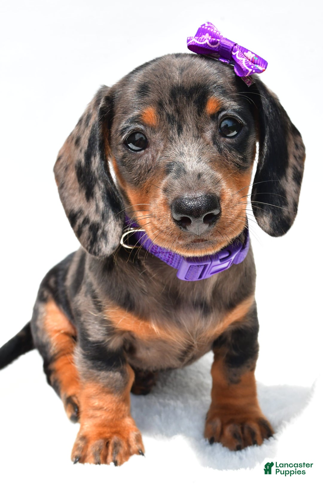 Miniature Dachshund dogs for sale: Lucy - Image 3