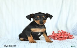 Miniature Pinscher dogs for sale: Barkley - Image 2