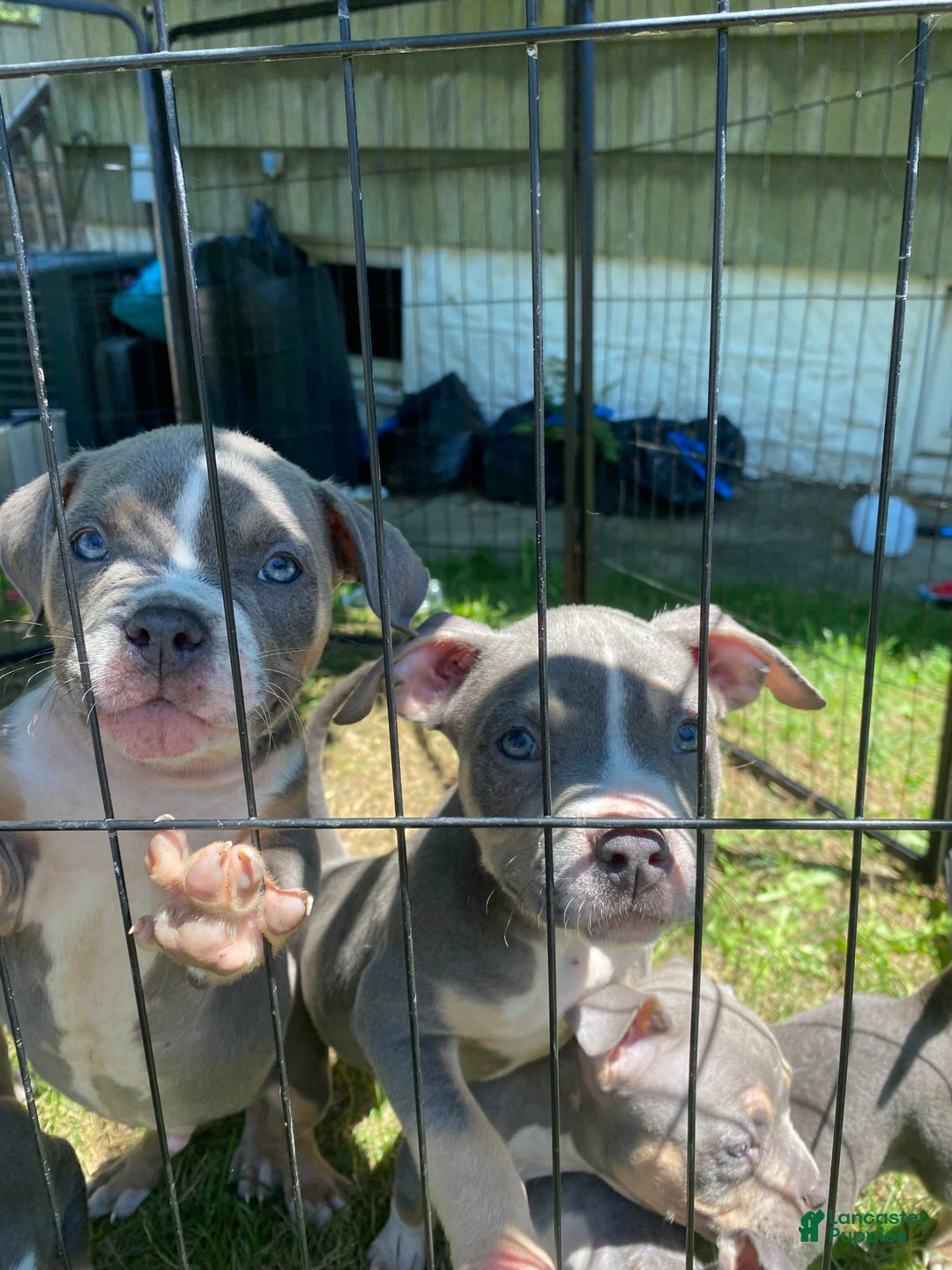 American Bully dogs for sale: Light Blue - Image 4
