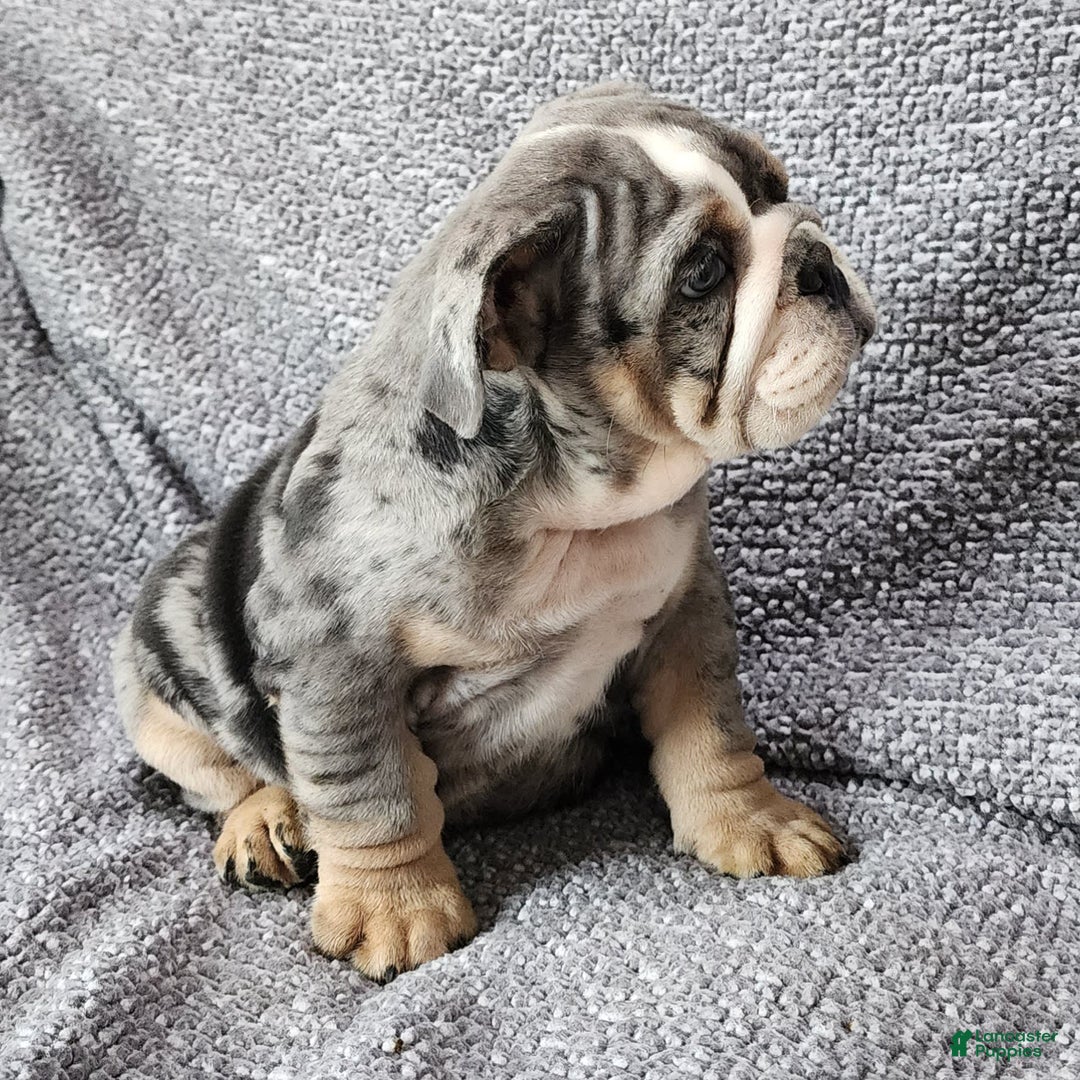 English Bulldog dogs for sale: Campbell - Image 2