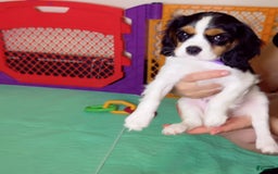 Cavalier King Charles Spaniel dogs for sale: Nova 💫 - Image 3