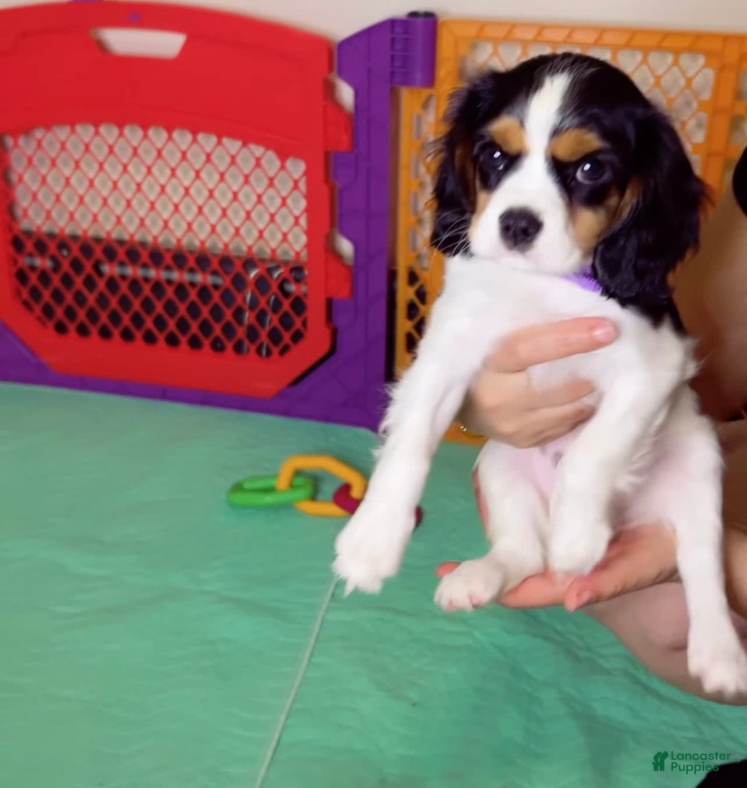 Cavalier King Charles Spaniel dogs for sale: Nova 💫 - Image 3