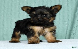 Yorkshire Terrier dogs for sale: Austin - Image 9