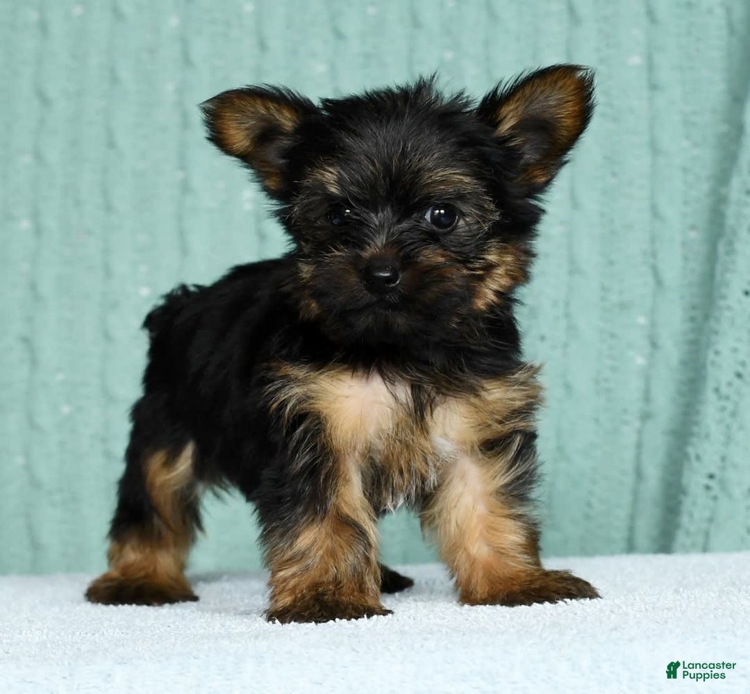 Yorkshire Terrier dogs for sale: Austin - Image 9