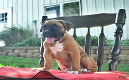 Boxer dogs for sale: Frederick - Image 8