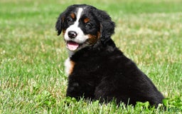 Bernese Mountain Dog dogs for sale: Bailey - Image 2