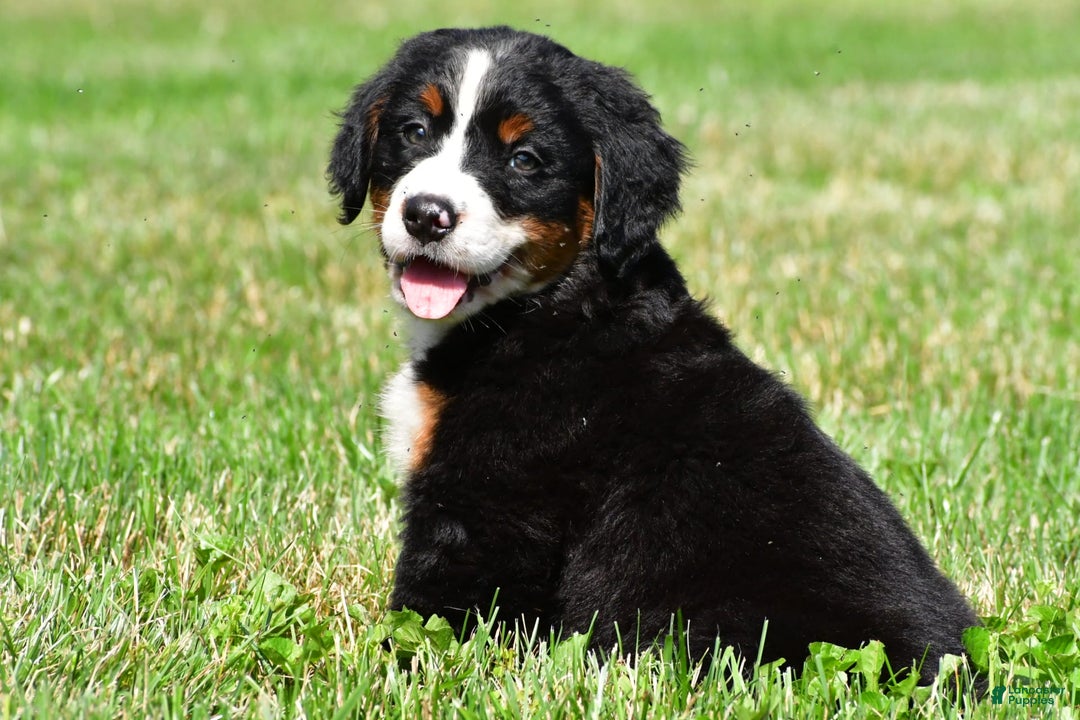 Bernese Mountain Dog dogs for sale: Bailey - Image 2