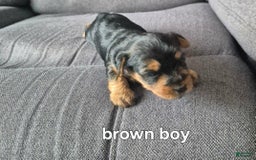 Yorkshire Terrier dogs for sale: Jeff - Image 1