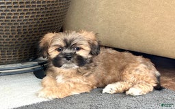 Lhasa Apso dogs for sale: Loki - Image 4