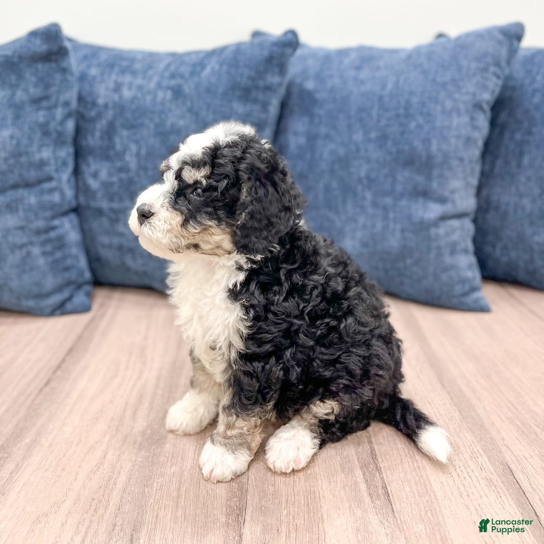 Mini Bernedoodle dogs for sale: Carter - Image 2