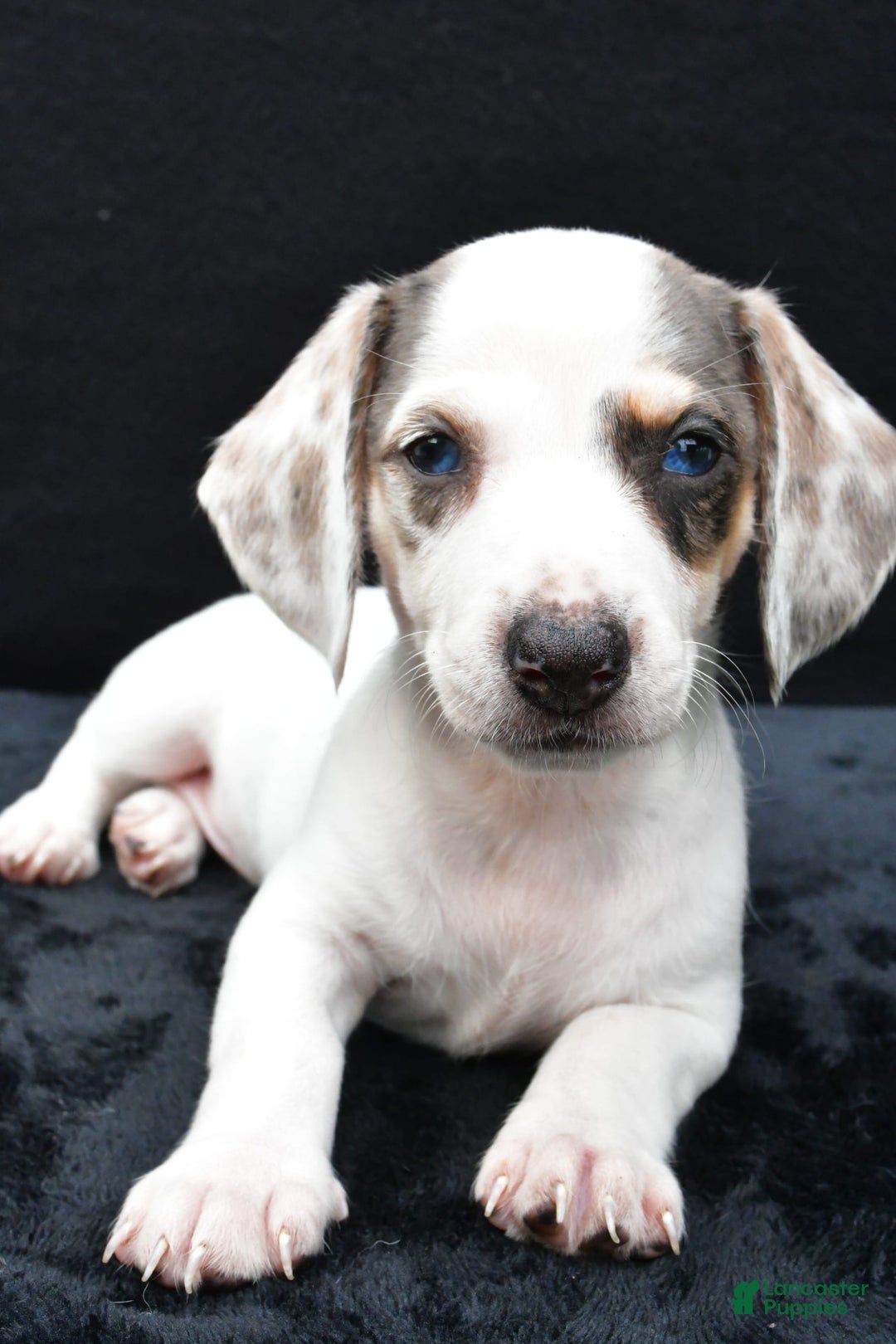 Miniature Dachshund dogs for sale: Jessica - Image 9