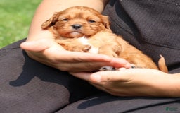 Cavalier King Charles Spaniel dogs for sale: Jax - Image 1