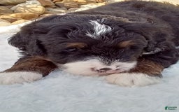 Mini Bernedoodle dogs for sale: Rambo - Image 36