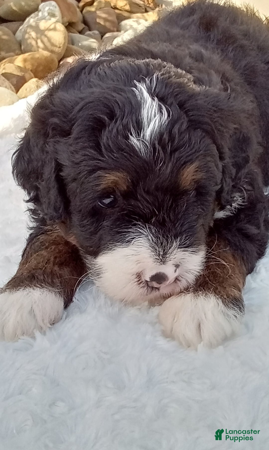 Mini Bernedoodle dogs for sale: Rambo - Image 36