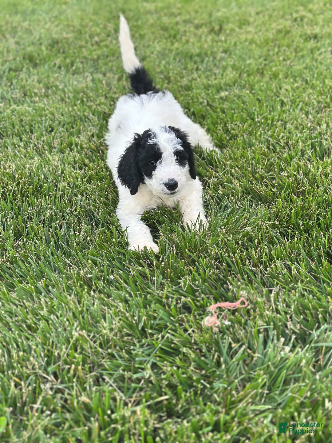 Newfypoo dogs for sale: Swiftie - Image 1