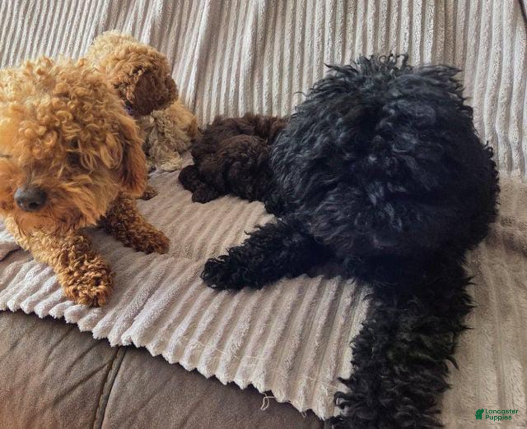 Toy Poodle dogs for sale: Kacey - Image 7