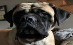 English Mastiff dogs for sale: Pinky - Image 33