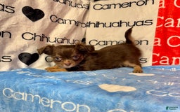 Chihuahua dogs for sale: Theodore Chocolate Lc - Image 37