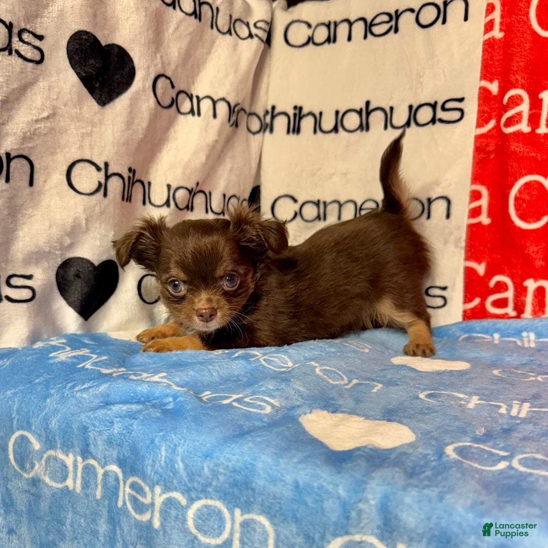 Chihuahua dogs for sale: Theodore Chocolate Lc - Image 37