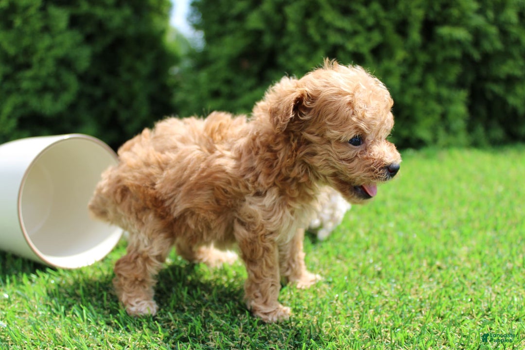 Toy Poodle dogs for sale: Lexi - Image 2