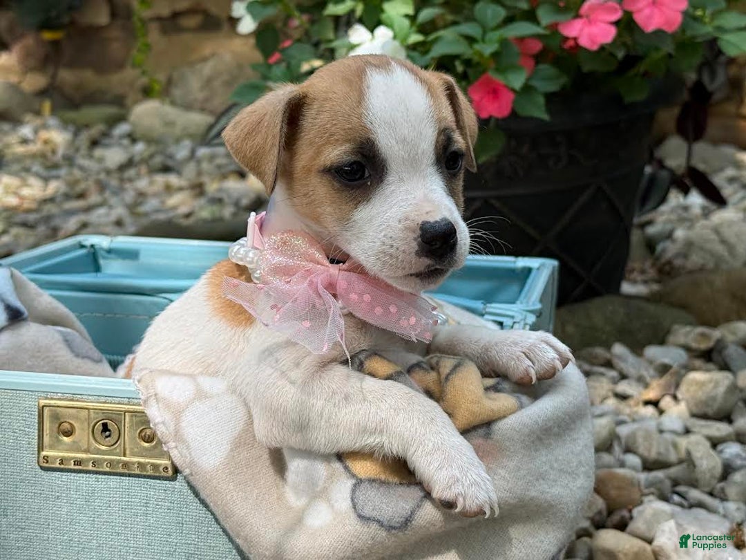Jack Russell Terrier dogs for sale: Blondie - Image 3