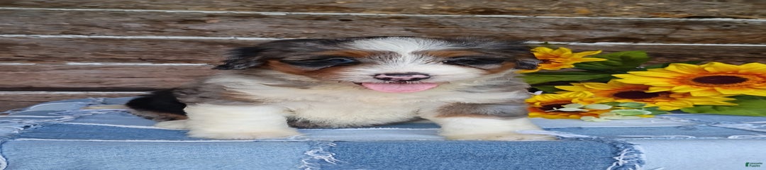 Sugar