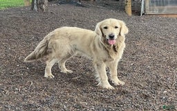 Miniature Golden Retriever dogs for sale: Daisy - Image 8