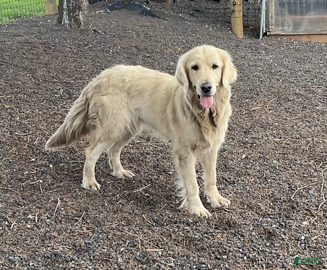 Miniature Golden Retriever dogs for sale: Daisy - Image 8