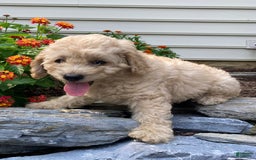 Labradoodle dogs for sale: Maxwell - Image 7
